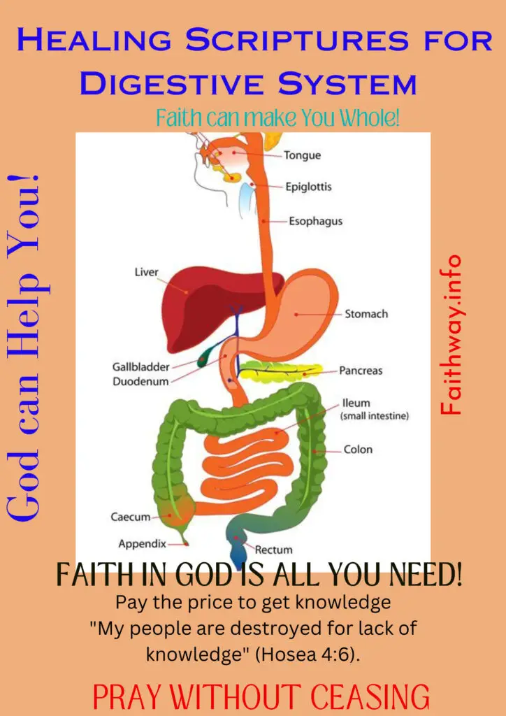 21 Escrituras curativas para el sistema digestivo: Versículos bíblicos KJV -