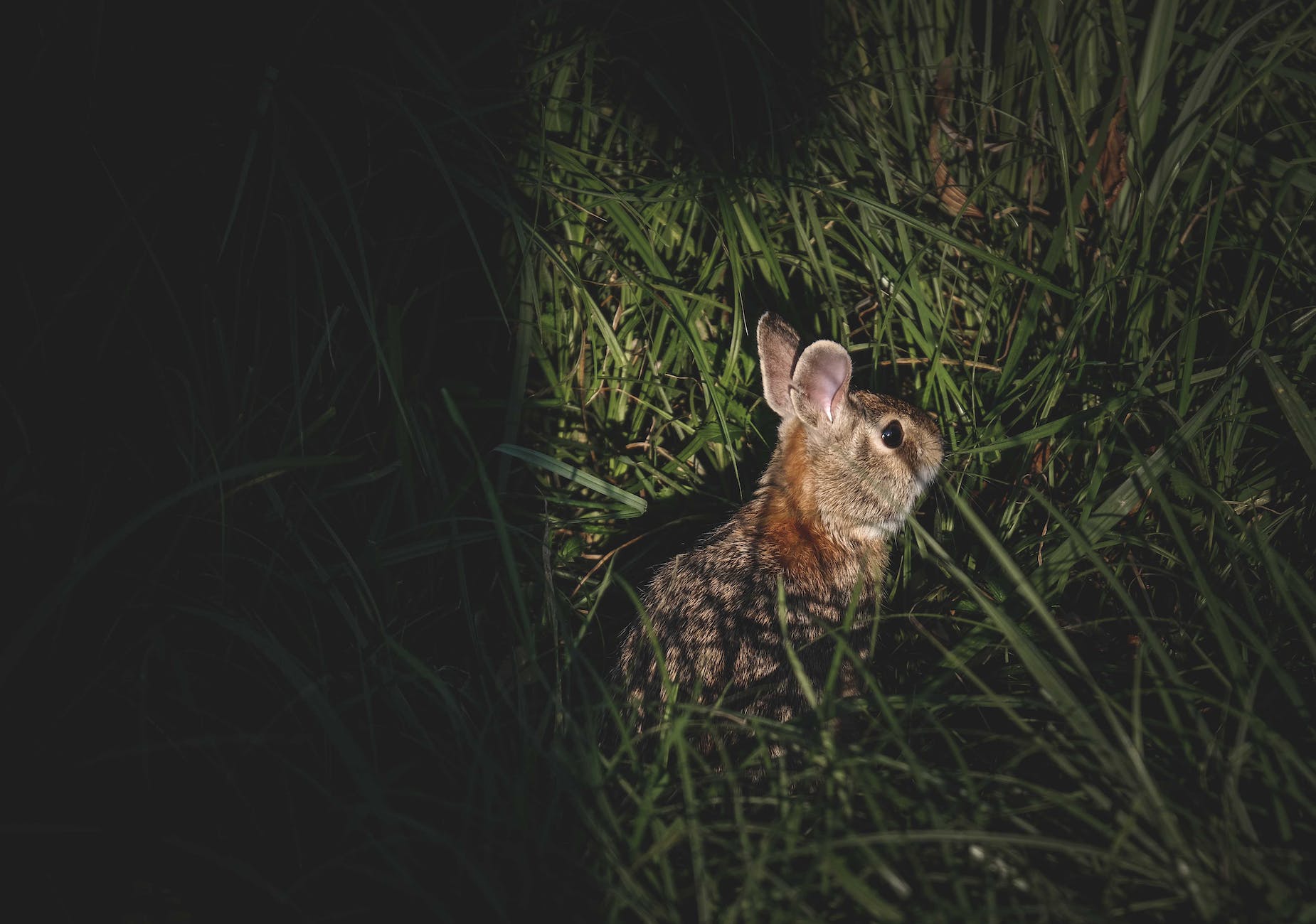 Significado espiritual del conejo que se cruza en tu camino –