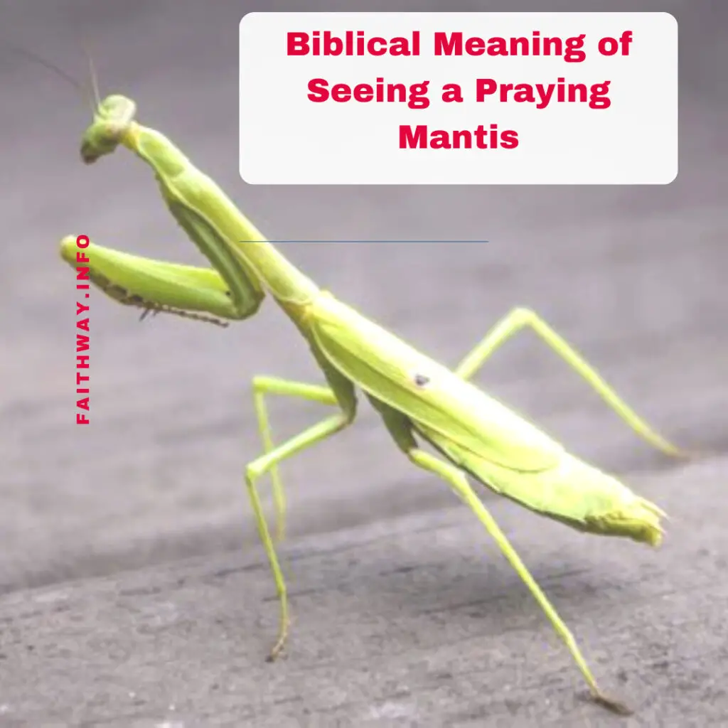 Significado bíblico de ver una mantis religiosa –