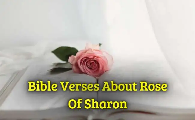 [Best] Más de 14 versículos de la Biblia sobre la Rosa de Sarón
