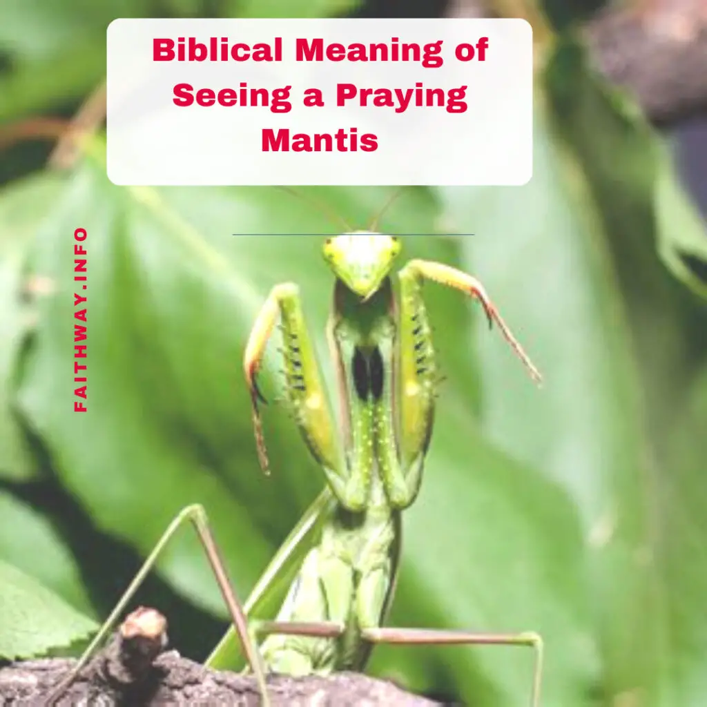 Significado bíblico de ver una mantis religiosa –