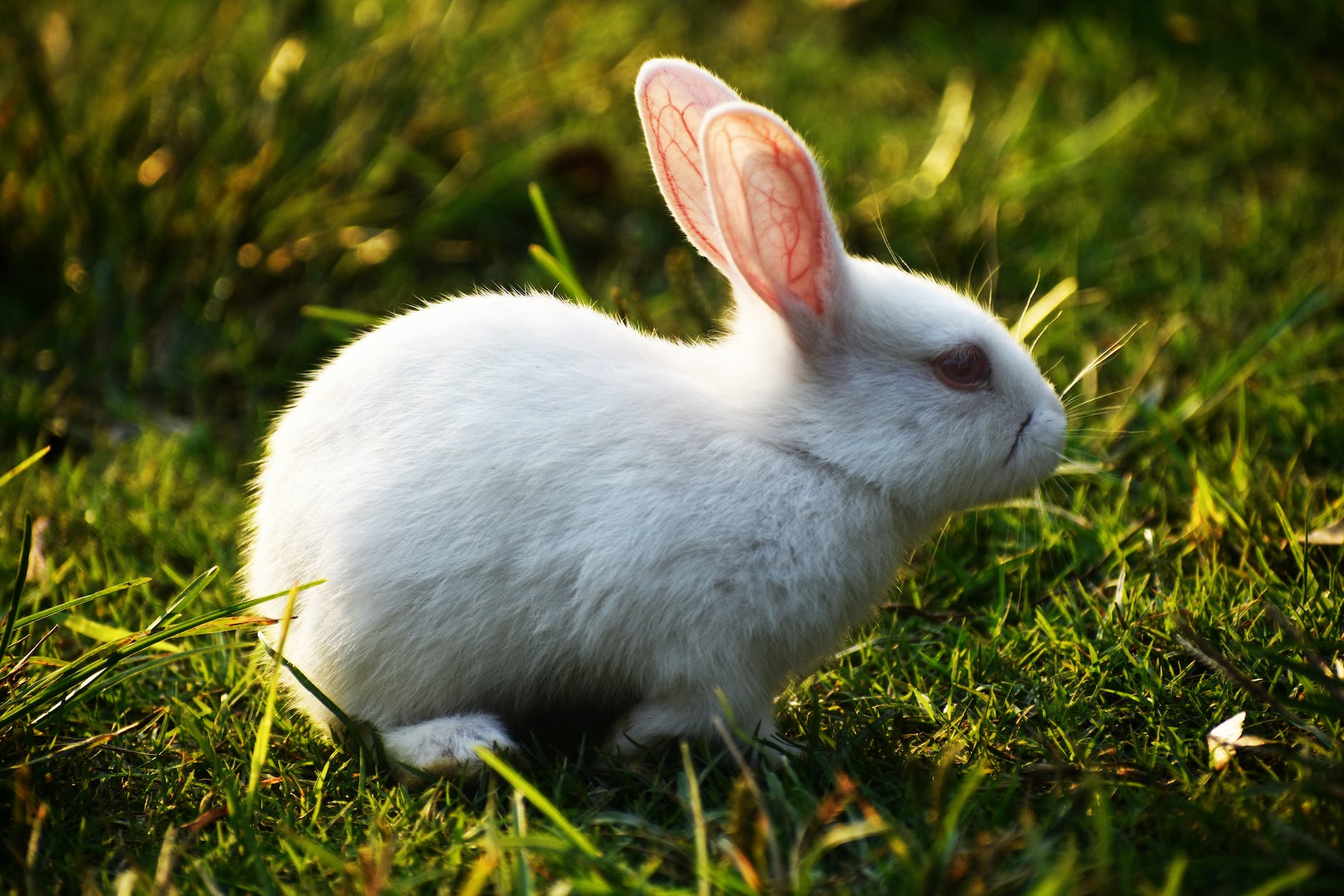 Significado espiritual del conejo que se cruza en tu camino –