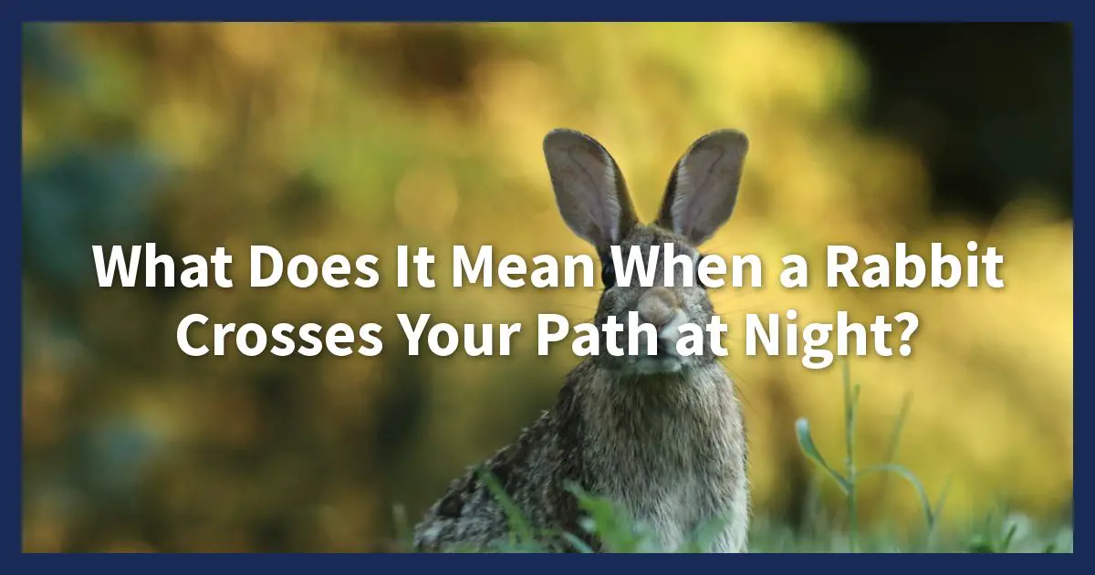 ¿Qué significa cuando un conejo se cruza en tu camino por la noche? -